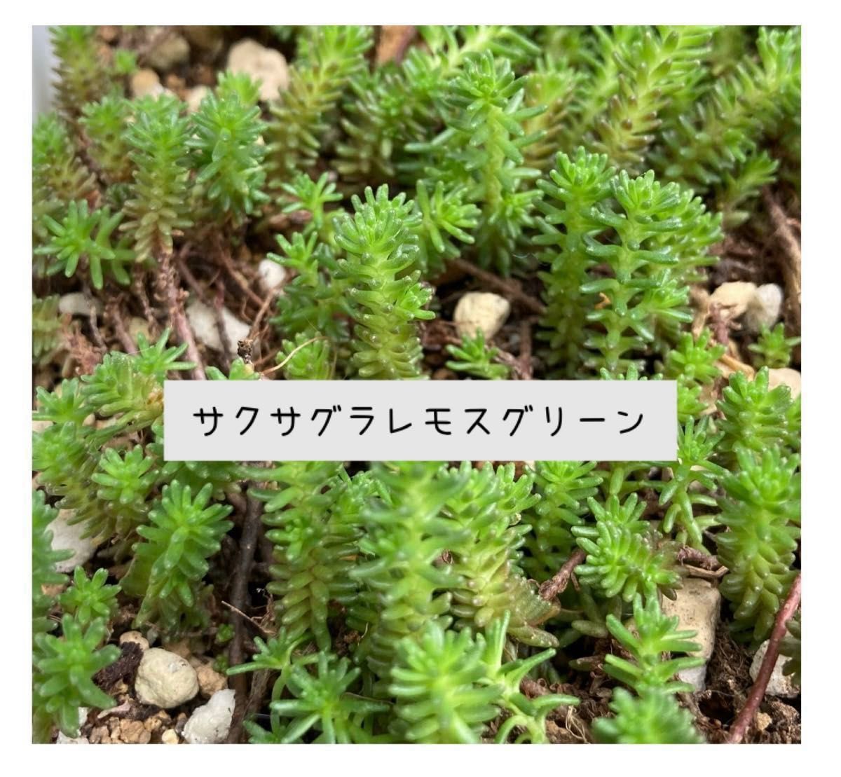 多肉植物 カット苗 寄せ植え ちまちま寄せ 斑入りアロマティカス入り