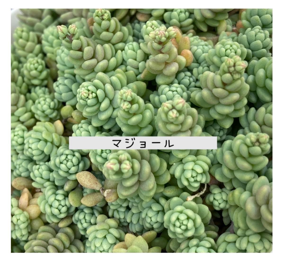 【現物発送】【GW限定】多肉植物 カット苗 寄せ植え ちまちま寄せ 