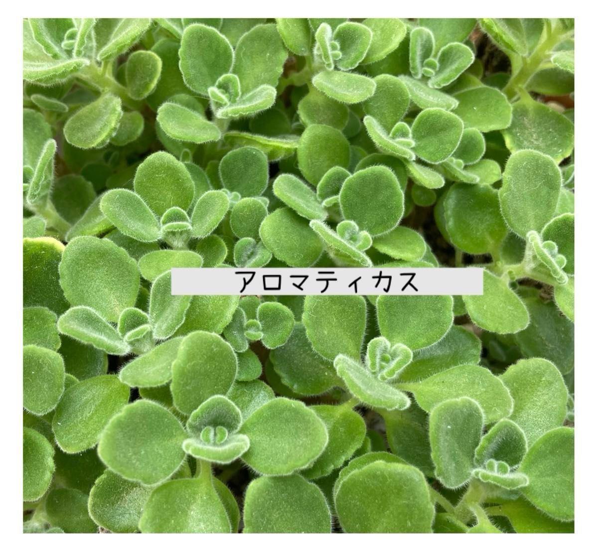 【現物発送】【GW限定】多肉植物 カット苗 寄せ植え ちまちま寄せ 