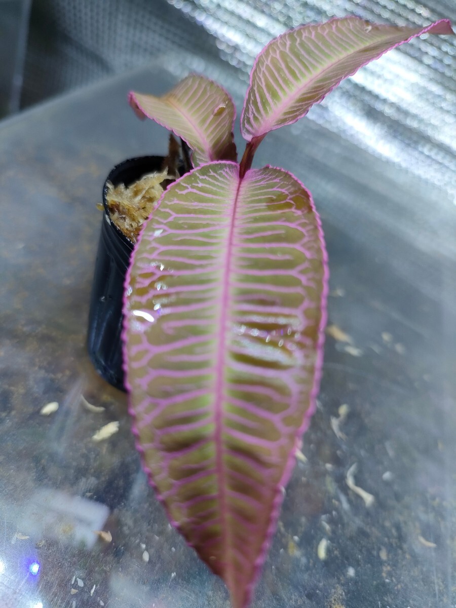 Labisia sp. Malaysia Sarawak ラビシア  熱帯植物 パルダリウムの画像2