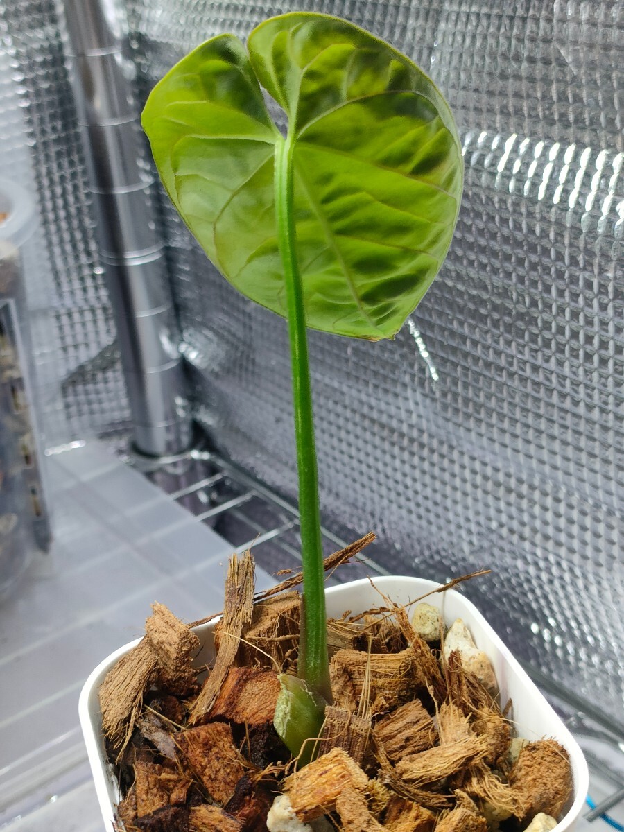 Anthurium debilis アンスリウム デビリス 熱帯植物 _画像3