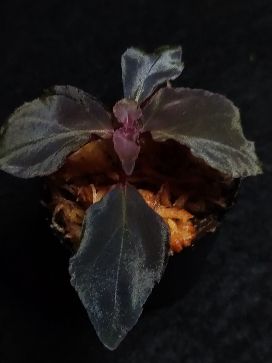 Melastoma sp. Sibolga 　メラストマ シボルガ　ソネリラ　熱帯植物 パルダリウム_画像3