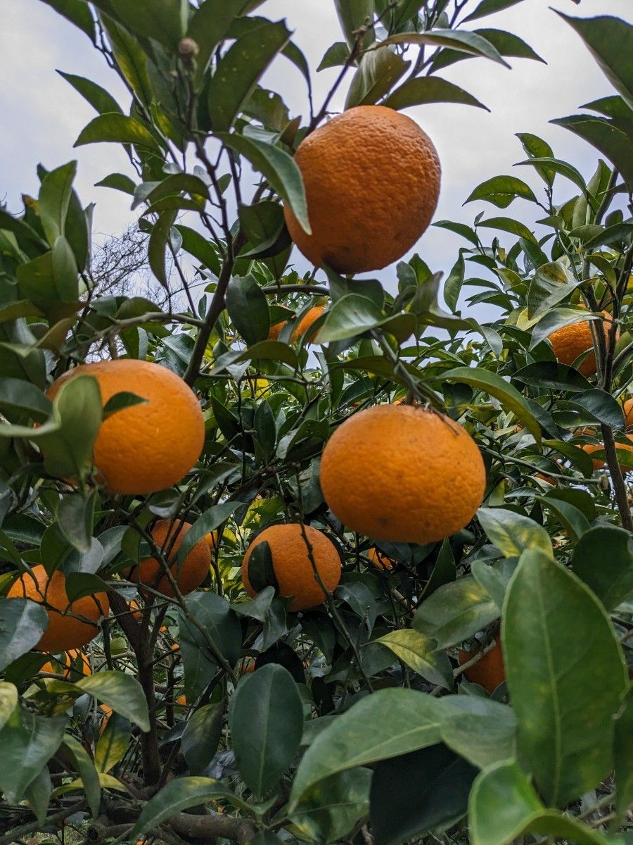 紅甘夏　甘夏みかん　農薬不使用　家庭用　訳あり