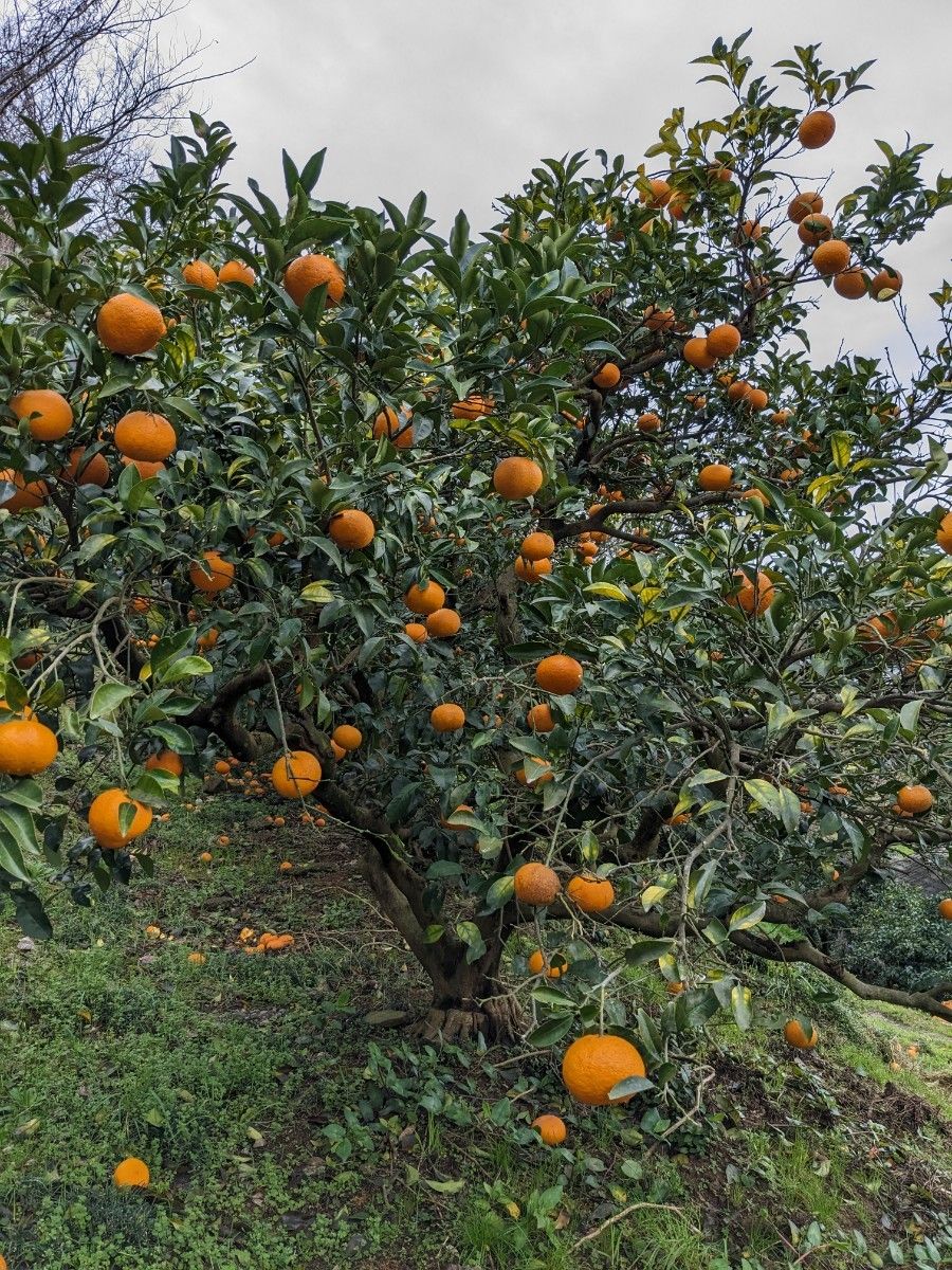 紅甘夏　甘夏みかん　農薬不使用　家庭用　訳あり