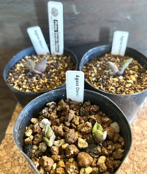 アガベ オテロイ 種子 50粒+α Agave Oteroi 50 seeds+α 種_画像2