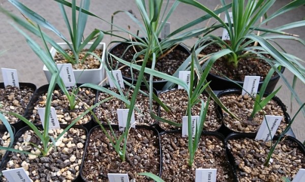 ユッカ ロストラータ 種子 500粒+α Yucca Rostrata 500 seeds+α 種の画像2