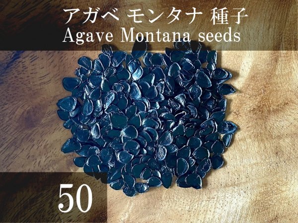 アガベ モンタナ 種子 50粒+α Agave Montana 50 seeds+αの画像1