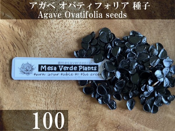 アガベ オバティフォリア 種子 100粒+α Agave Ovatifolia 100 seeds+α 種_画像1