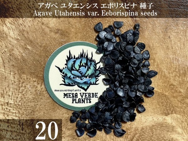 アガベ ユタエンシス エボリスピナ 種子 20粒+α Agave Utahensis var. Eborispina 20 seeds+α 種_画像1