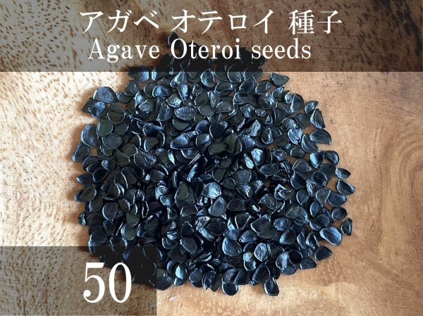 アガベ オテロイ 種子 50粒+α Agave Oteroi 50 seeds+α 種_画像1