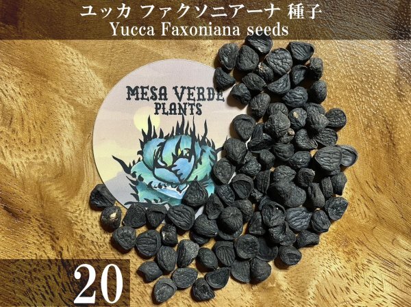 ユッカ ファクソニアーナ 種子 20粒+α Yucca Faxoniana 20 seeds+α 種_画像1