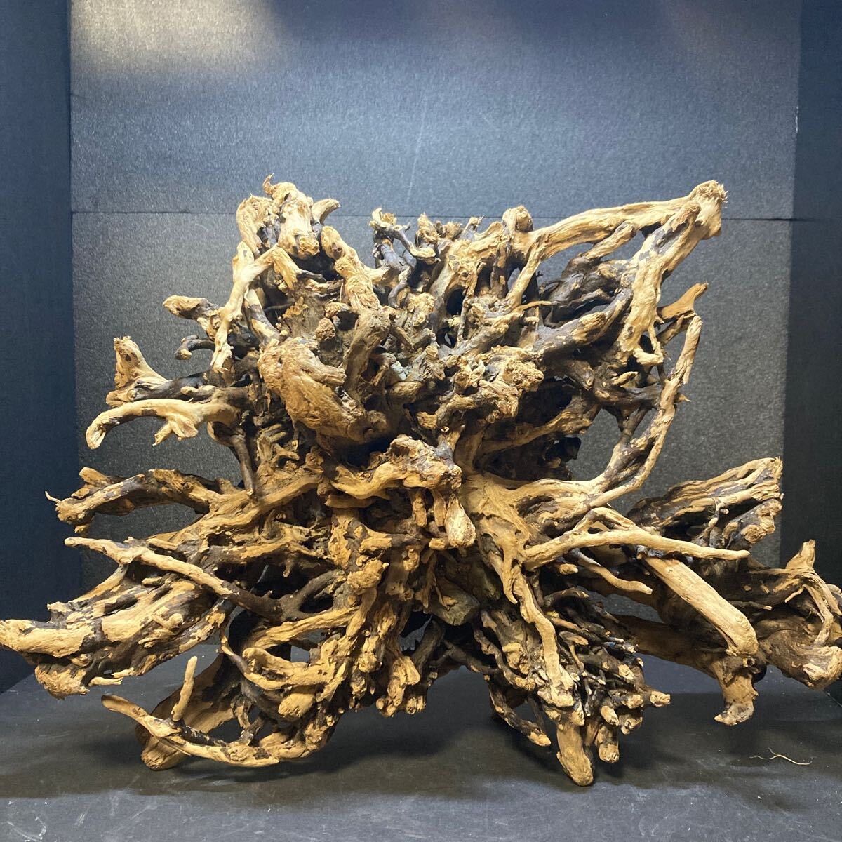 *sea tree* free shipping!.. disinfection ending driftwood 546 driftwood / aquarium / aquarium / terrarium / interior /ADA/ coral / ornament /