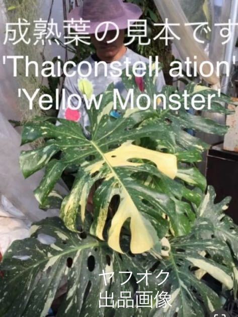 508 斑入り　モンステラ　デリシオーサ　イエローモンスター　Monstera deliciosa'Yellow Monster' 'Thaiconstellation' 黄斑入　2芽出し_画像10