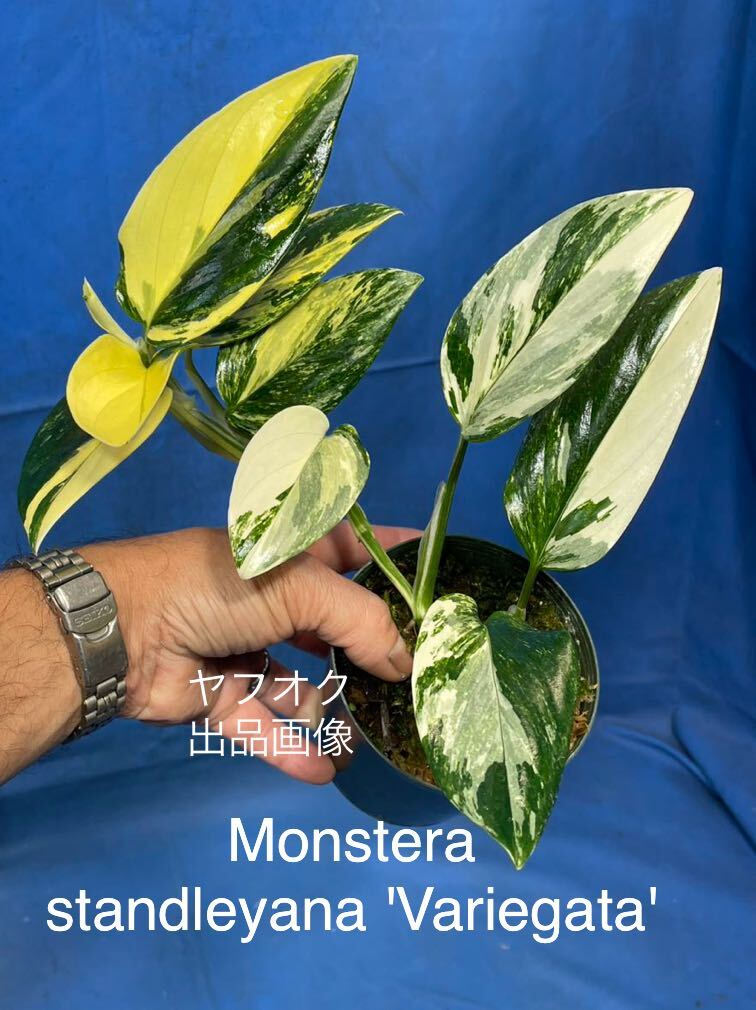 523 斑入り　モンステラ スタンデリアナ'バリエガタ' Monstera standleyana'Variegata' 極斑体　全方位斑入り株　親木に超おすすめ_画像1