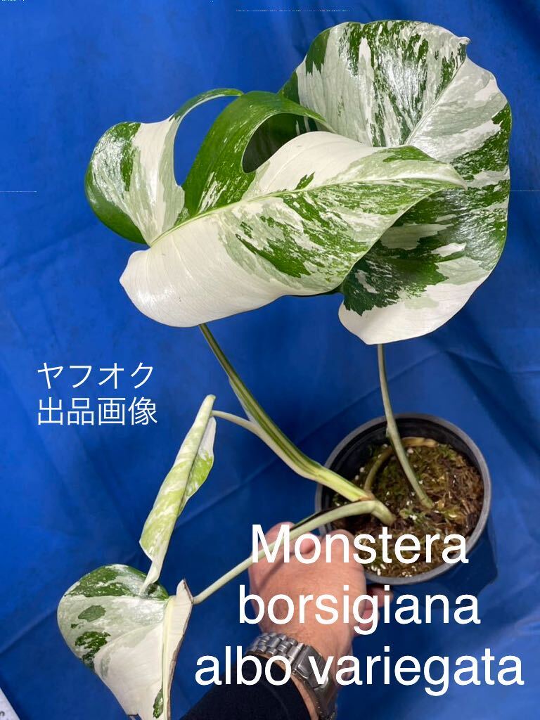 520 斑入り モンステラ ボルシギアナ　アルボ　バリエガタ Monstera borsigiana albo variegata 極斑体　全方位斑入り株　親木におすすめ_画像1