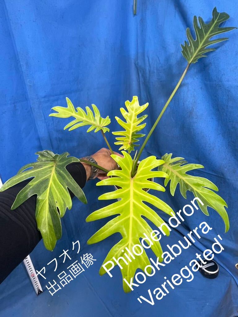 506 斑入り　フィロデンドロン　クッカバラ'バリエゲィテッド' Philodendron kookaburra 'Variegated' _画像1