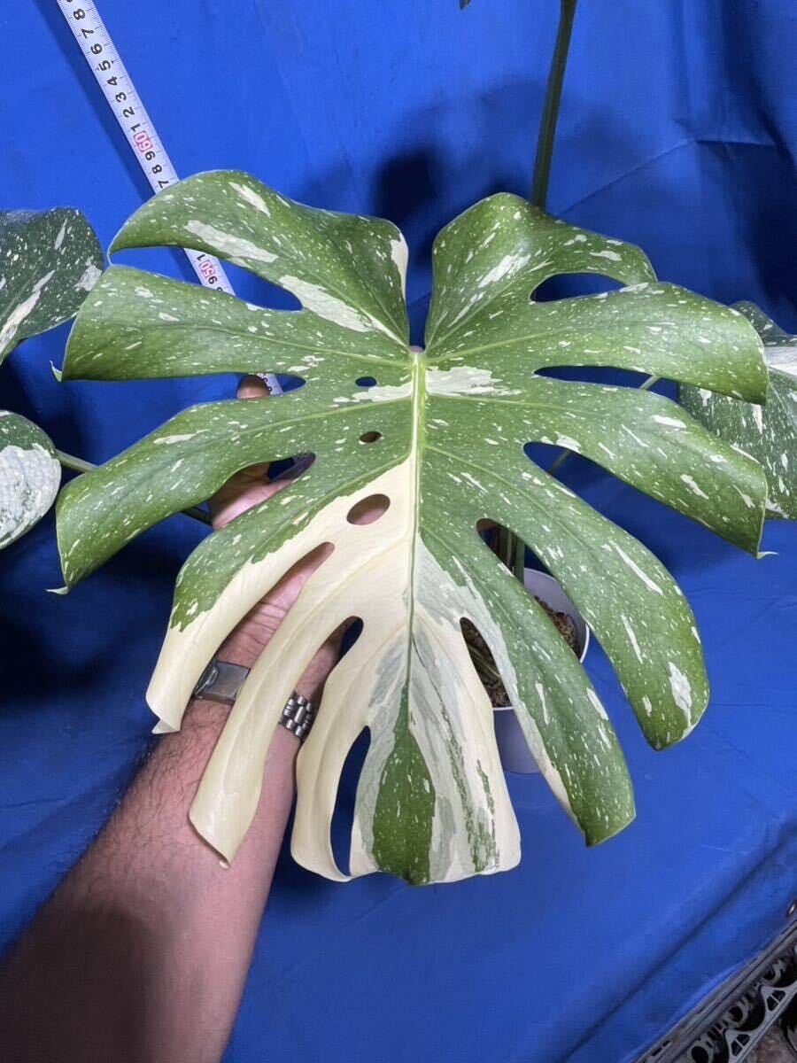 501 斑入り モンステラ デリシオーサ イエローモンスター Monstera deliciosa'Yellow Monster' 'Thaiconstellation' 黄色斑入りの画像3