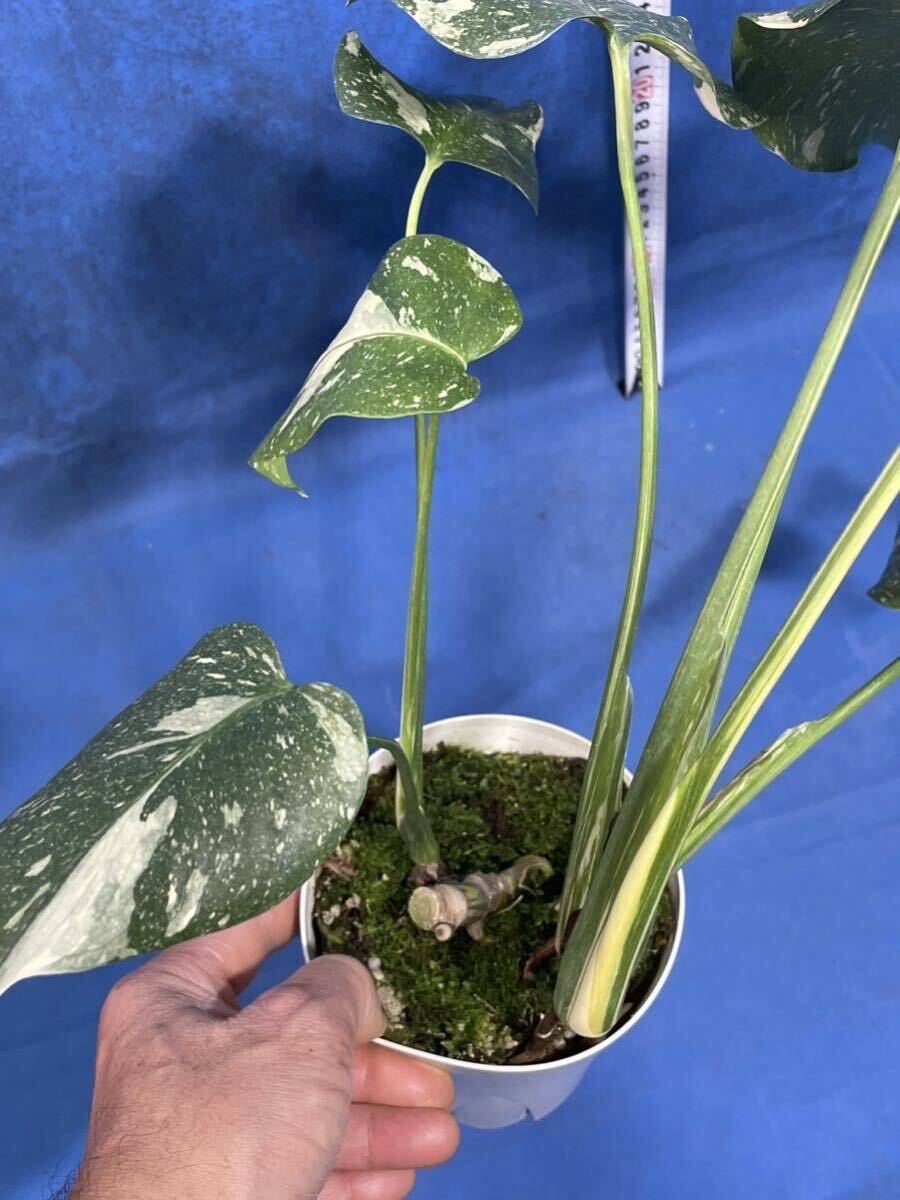 508 斑入り　モンステラ　デリシオーサ　イエローモンスター　Monstera deliciosa'Yellow Monster' 'Thaiconstellation' 黄斑入　2芽出し_画像9