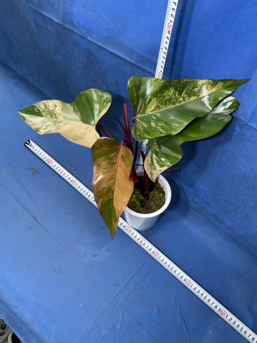 521 斑入り フィロデンドロン エルベッセン ス'ストロベリーシェイク 特撰極斑個体 株分　Philodendron erubescens'Strawberry Shake' 極上_画像3