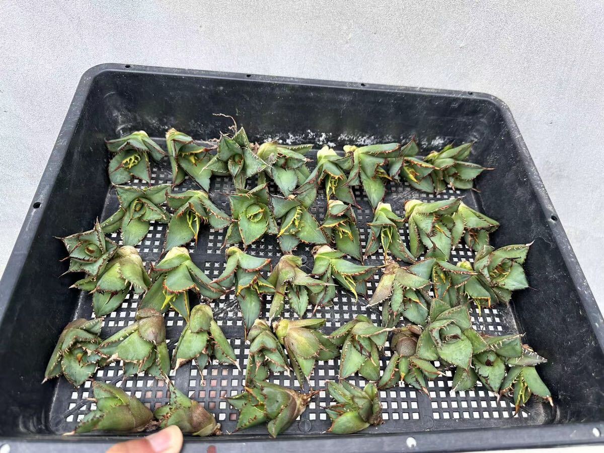 [GAR..]A-58 special selection agave succulent plant chitanota.. dragon super a little over . carefuly selected finest quality . stock 40 stock 
