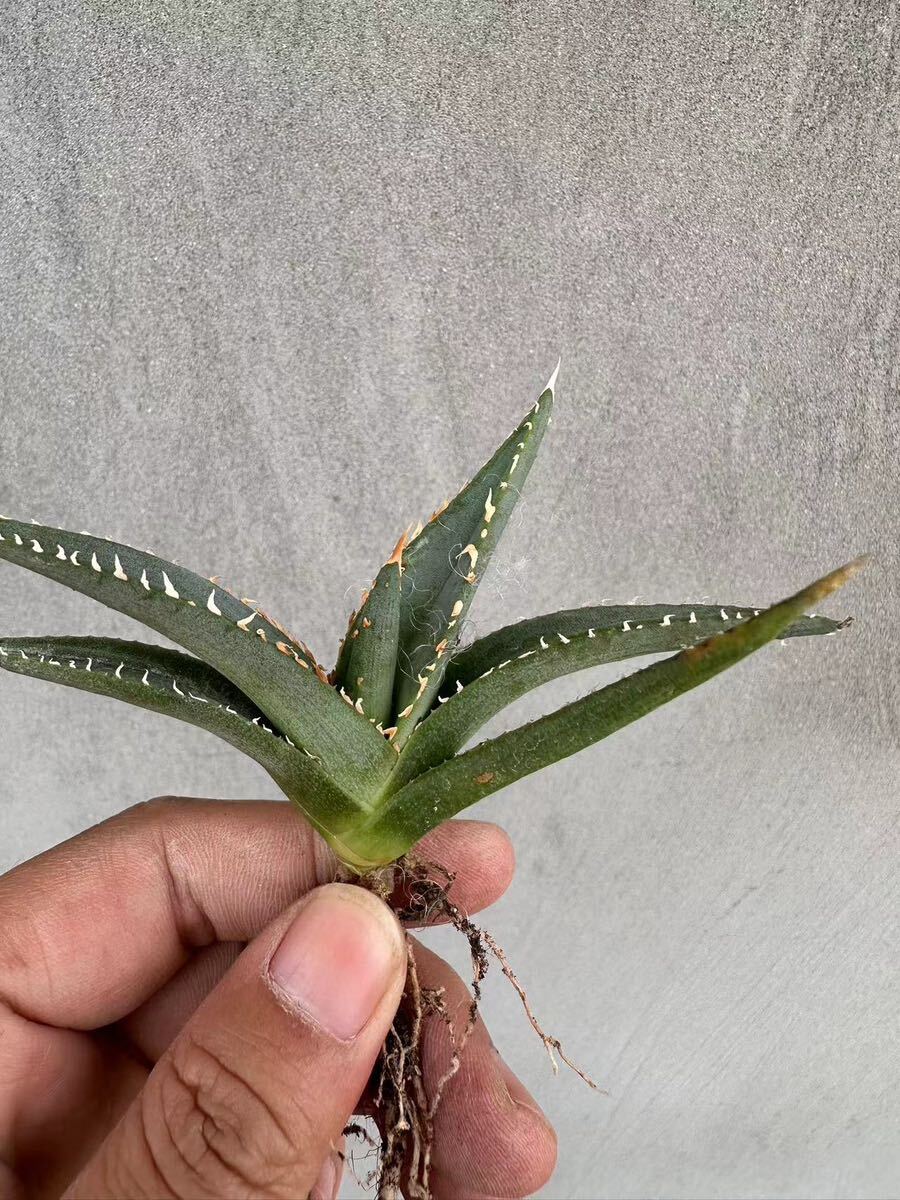 【GAR園藝】P-7 特選 アガベ 多肉植物 チタノタ帝君 agave emperor 狂刺 背棘 激レア高級品種 強棘株 100株_画像4