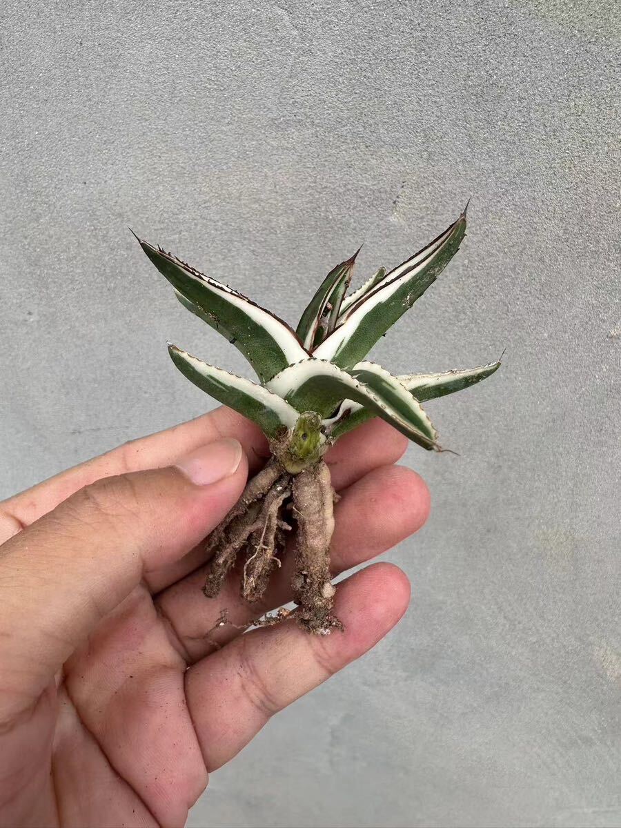 【GAR園藝】A-36 特選 アガベ 多肉植物 氷山 Agave victoriae-reginae 'Hyouzan'極上美株 激レア！_画像4