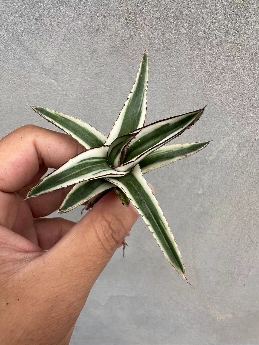 【GAR園藝】A-36 特選 アガベ 多肉植物 氷山 Agave victoriae-reginae 'Hyouzan'極上美株 激レア！_画像1