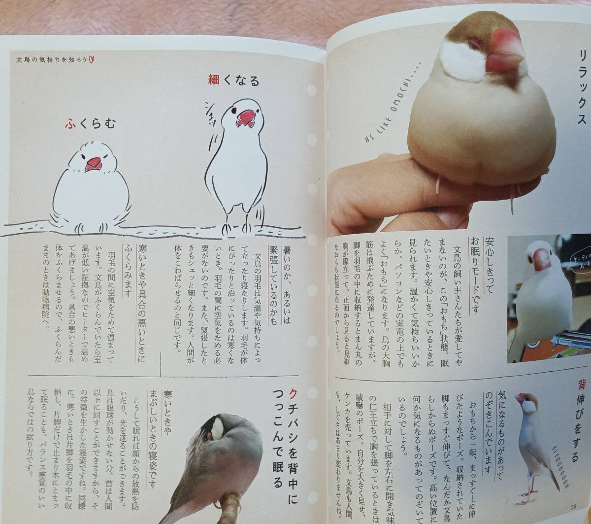 ... документ птица. .. person * обычная цена 1320 иен *