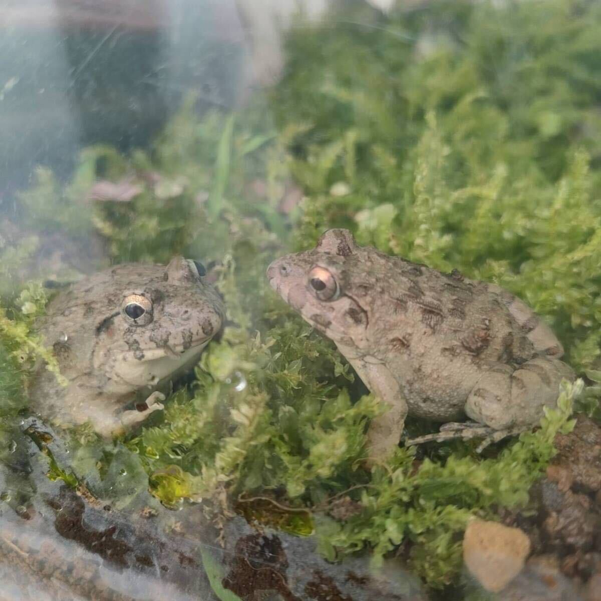 【L・10匹】餌用カエル 活餌 胴長約4cm以上 ヌマガエル エサ用 蛙 採取 ケロリウム 爬虫類 蛇の餌 ヘビの餌 へびの餌 でかい ずんぐり_画像2