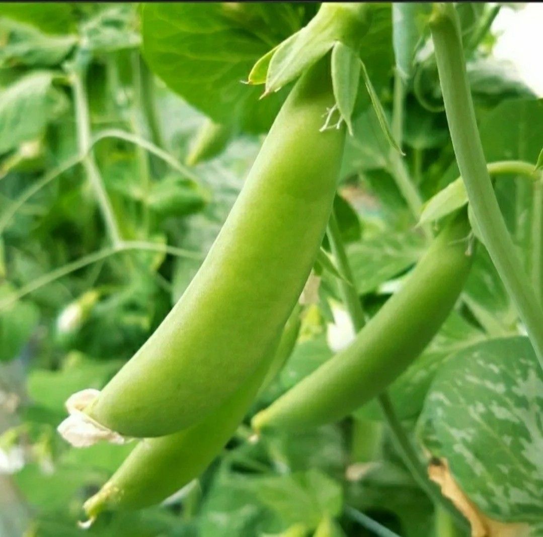 スナップえんどう★ハウス栽培★茨城県産