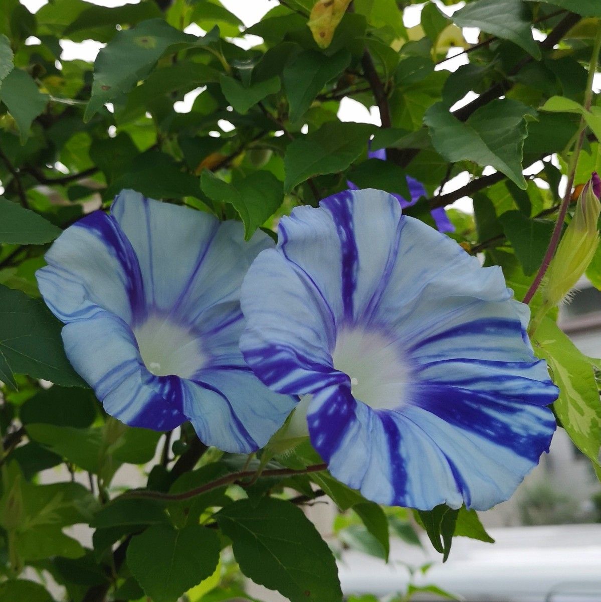 あさがお　種子混合　花の種