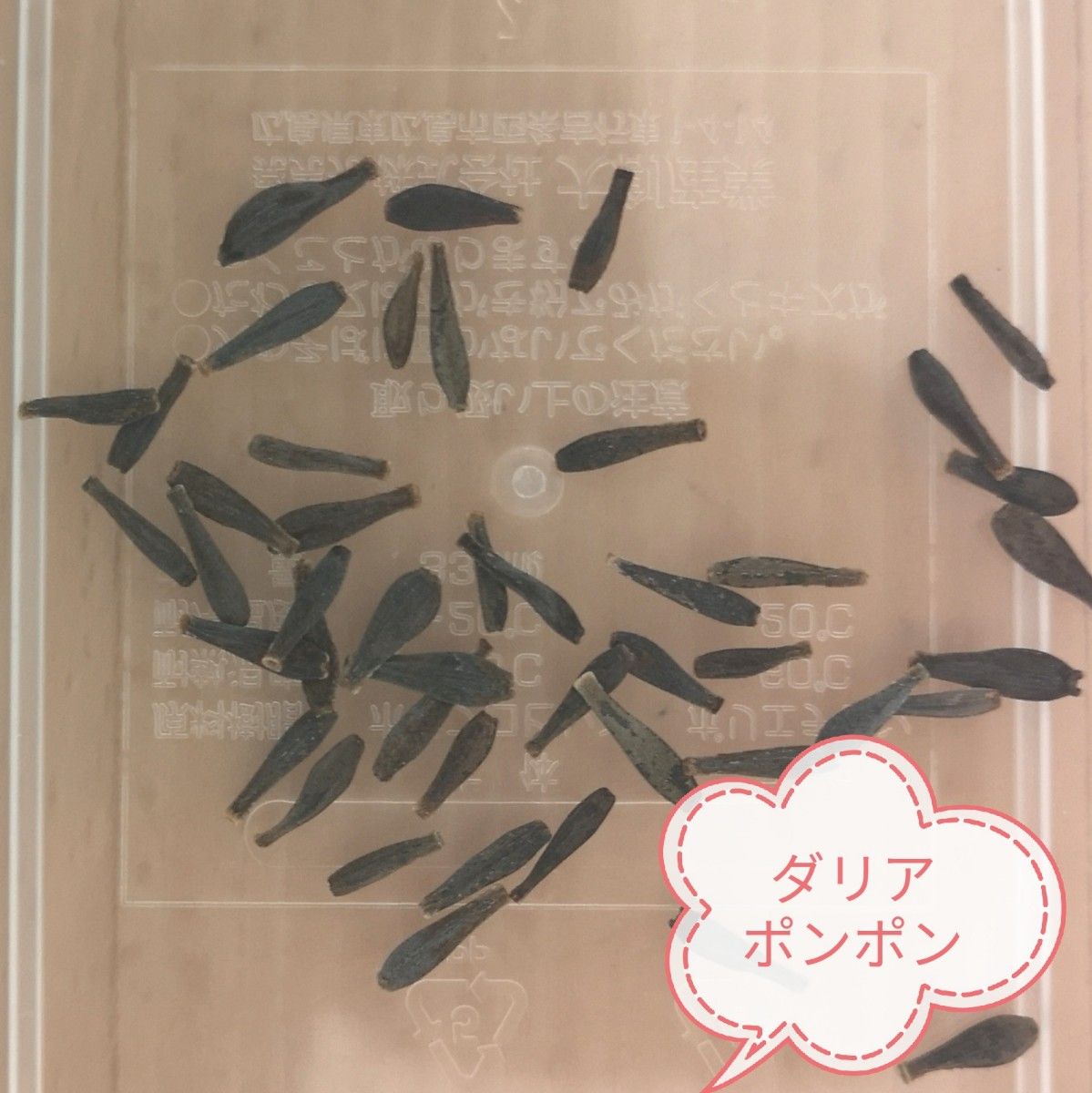 タネから育てるダリア　 ポンポン咲き ミックス　 花の種