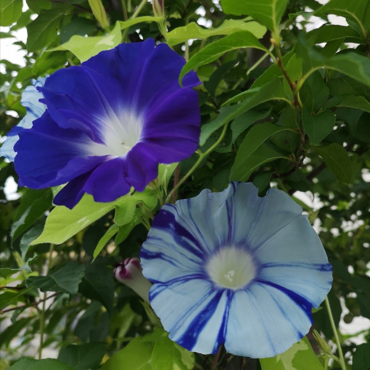 あさがお　種子混合　花の種