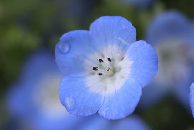 ネモフィラ　花の種