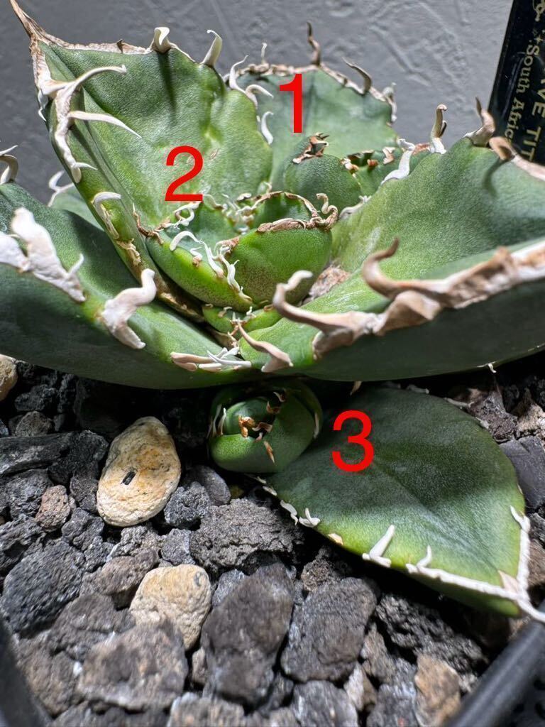 アガベ SAD 子株5株　鉢植え発送　検　南アフリカダイヤモンド　オテロイ_画像2