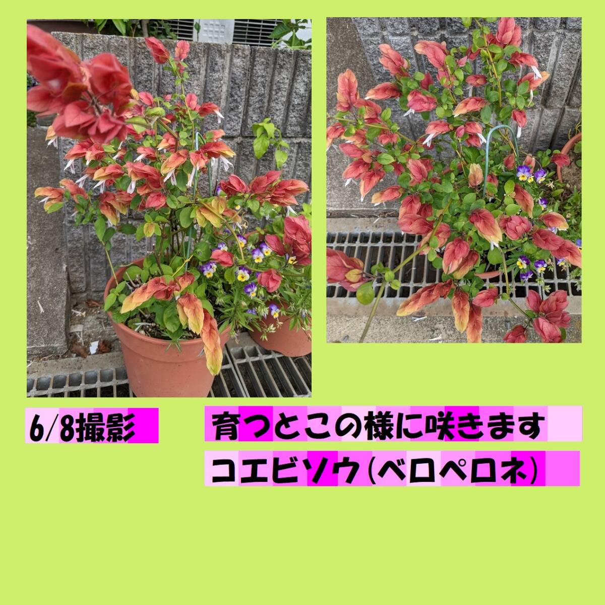 送料無料でお得 1株　コエビソウ（ベロペロネ）強くて夏に咲いてくれる花です 今は昨年の6/8のようには咲いていませんがいずれ育ちます_画像1