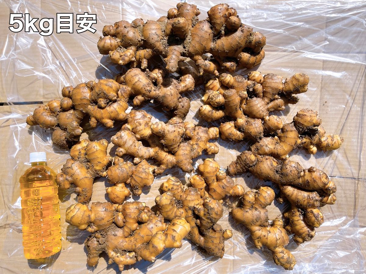 種生姜15kg