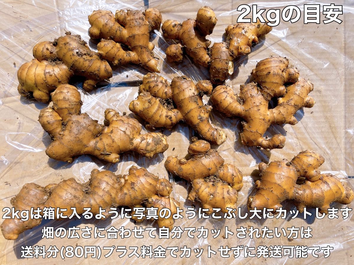種生姜2kg