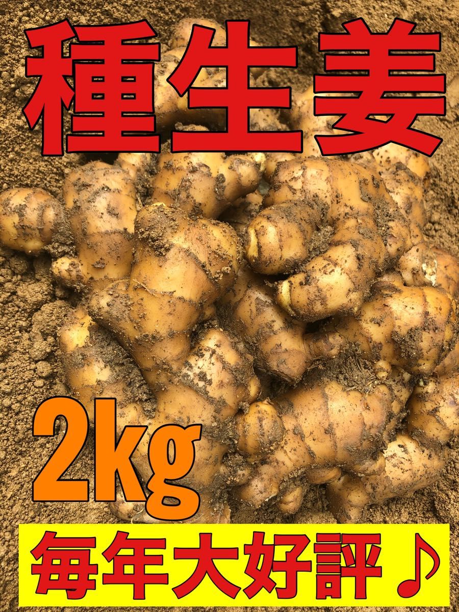 種生姜2kg