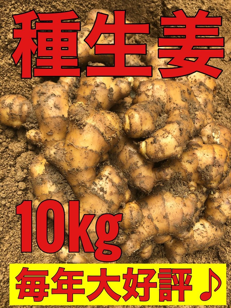 種生姜10kg