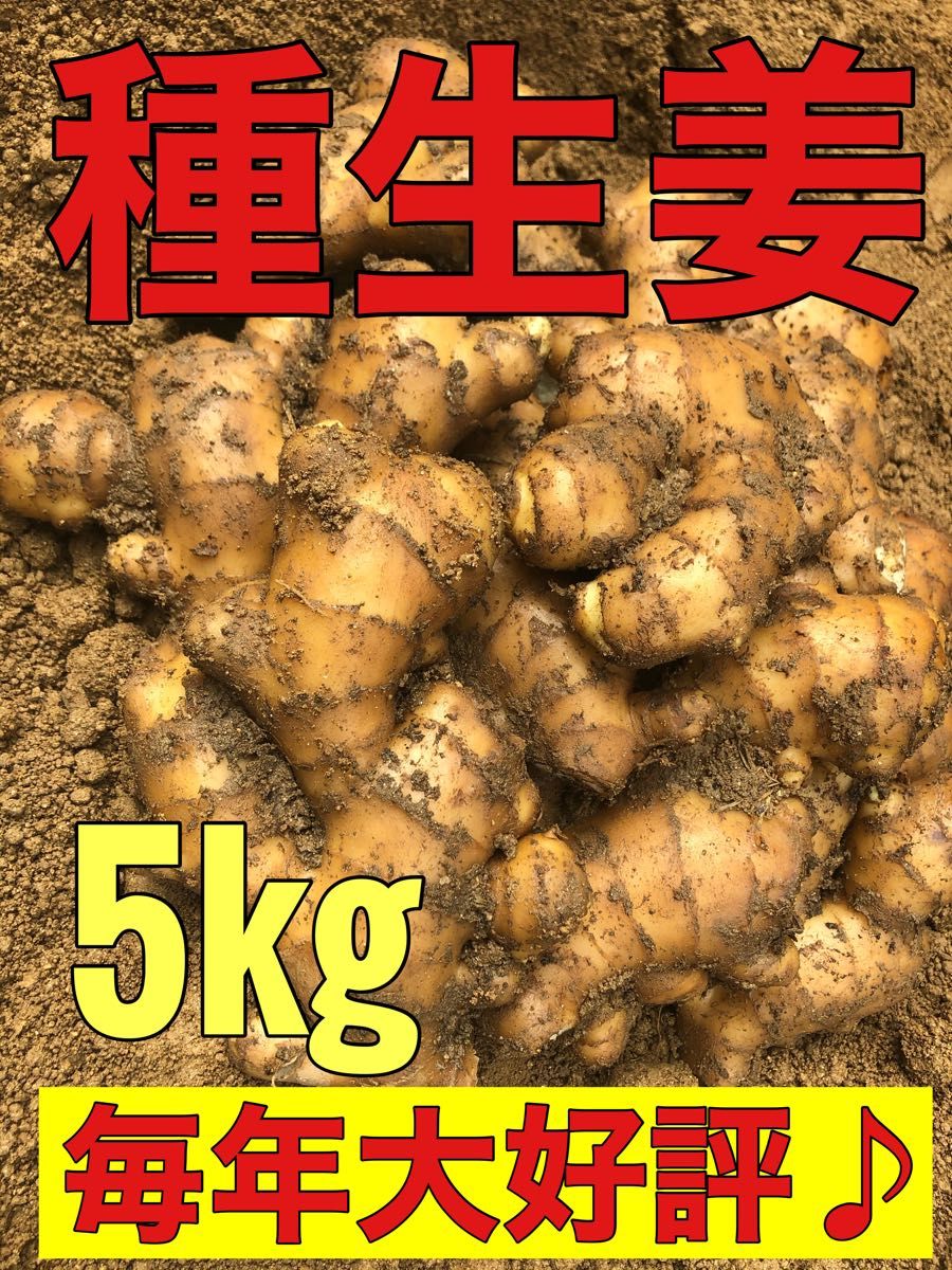 種生姜5kg