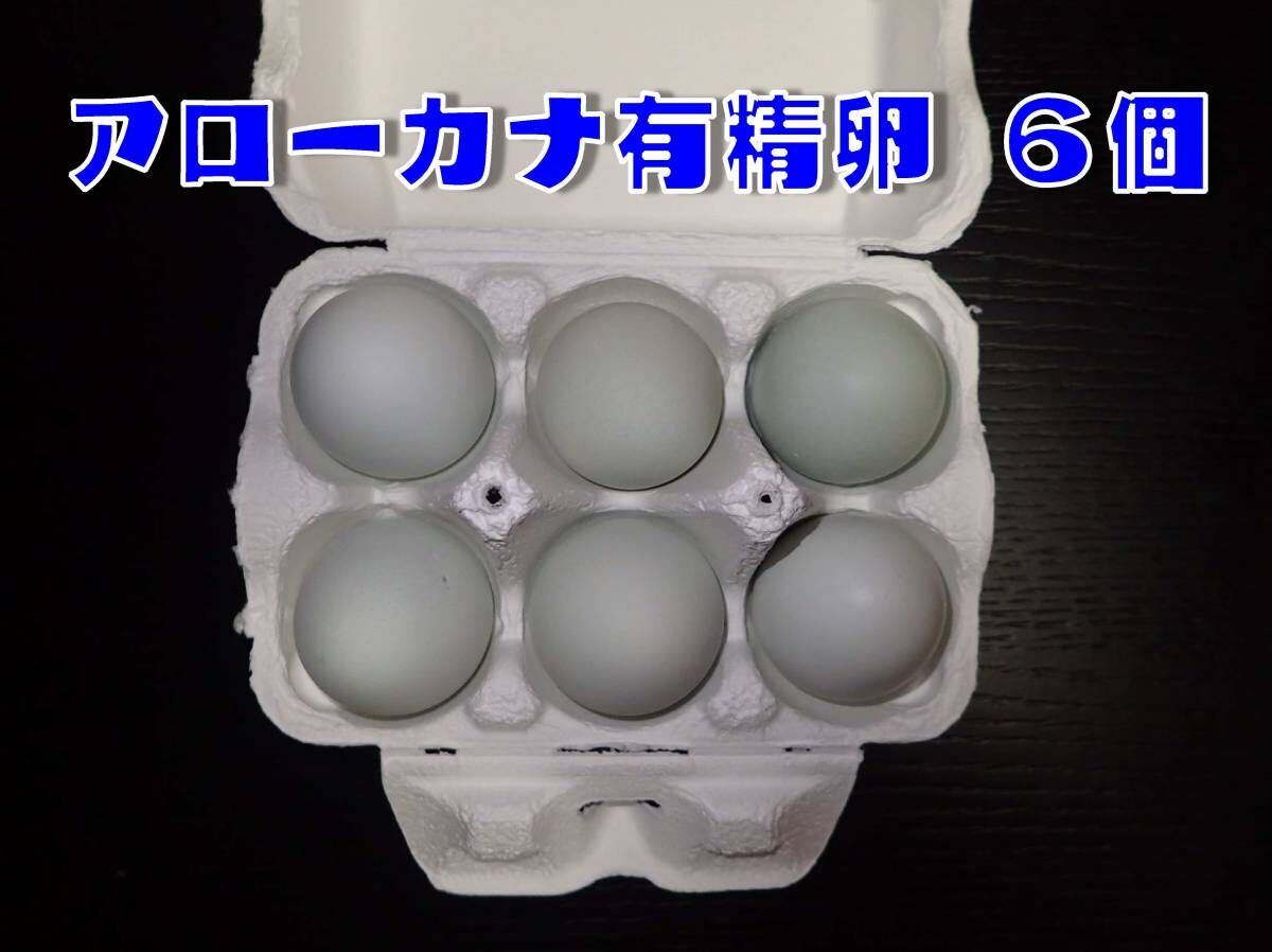 無尾系 アローカナ 有精卵 ６個　★食用★_画像4