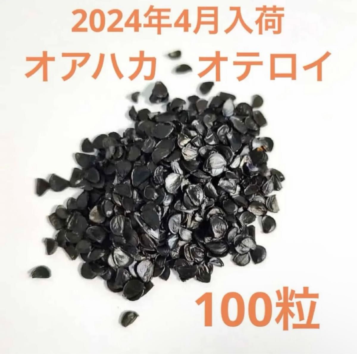 発芽率97％　アガベ　オテロイ　オアハカ産　種子100粒