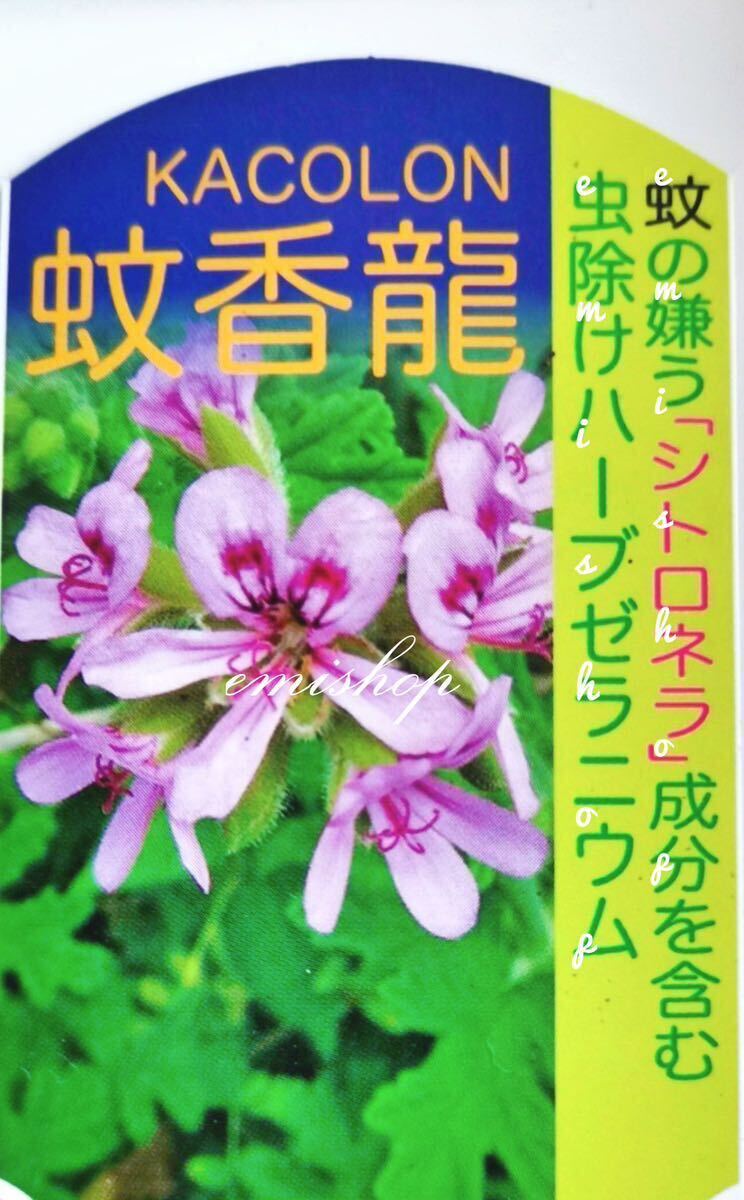 蚊香龍挿し木苗、抜き苗2株、ローズゼラニウム 、カコロン、蚊嫌草、蚊連草、送料無料、ハーブ苗、蚊取り草、虫除け、匿名発送_画像7