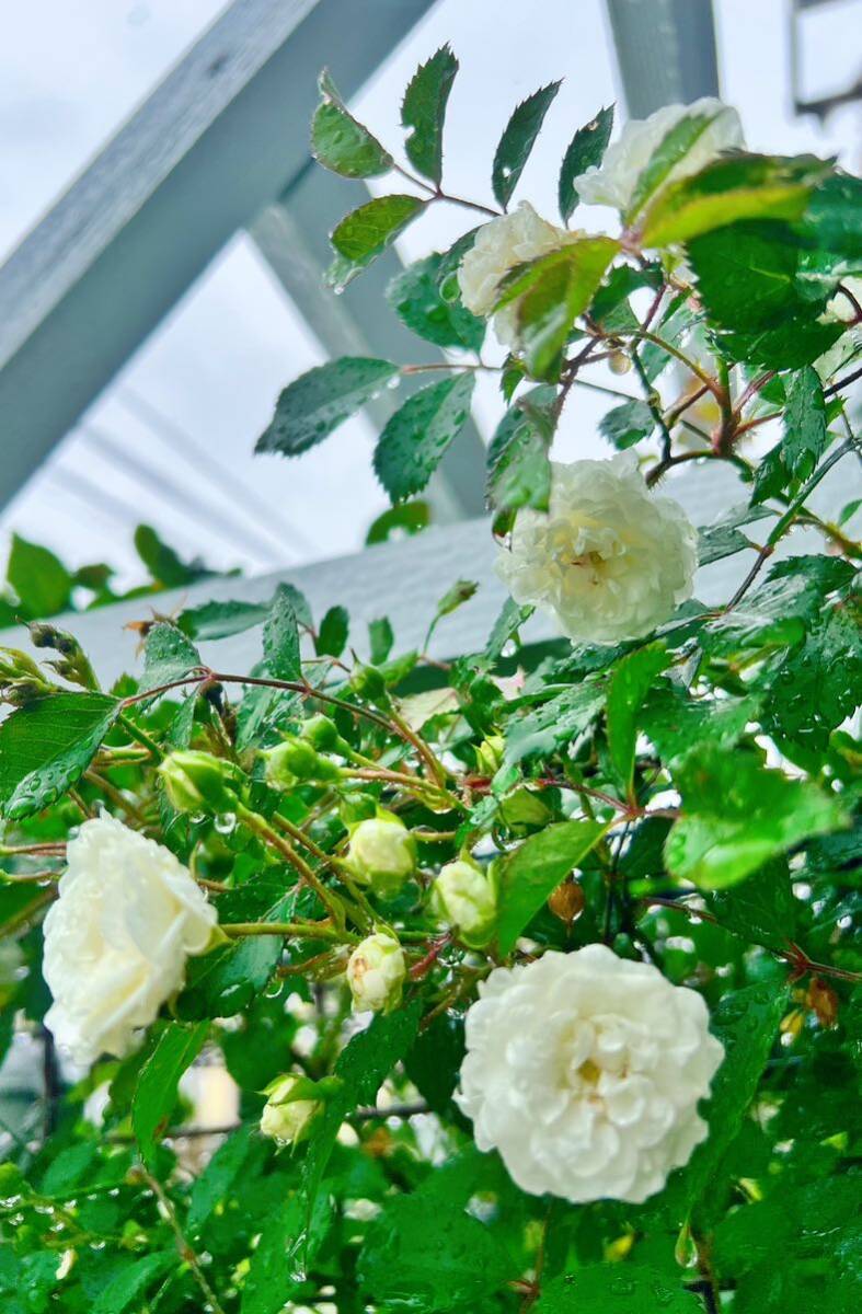 修景用バラ挿木苗、ホワイト、半つるバラ、四季咲き、アルバメイディランド、蕾付き、匿名発送、送料無料_画像5