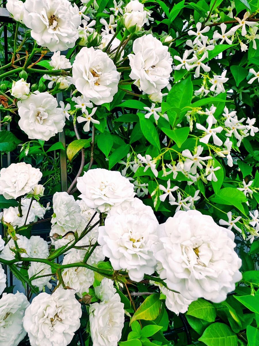 修景用バラ挿木苗、ホワイト、半つるバラ、四季咲き、アルバメイディランド、匿名発送、送料無料_画像5