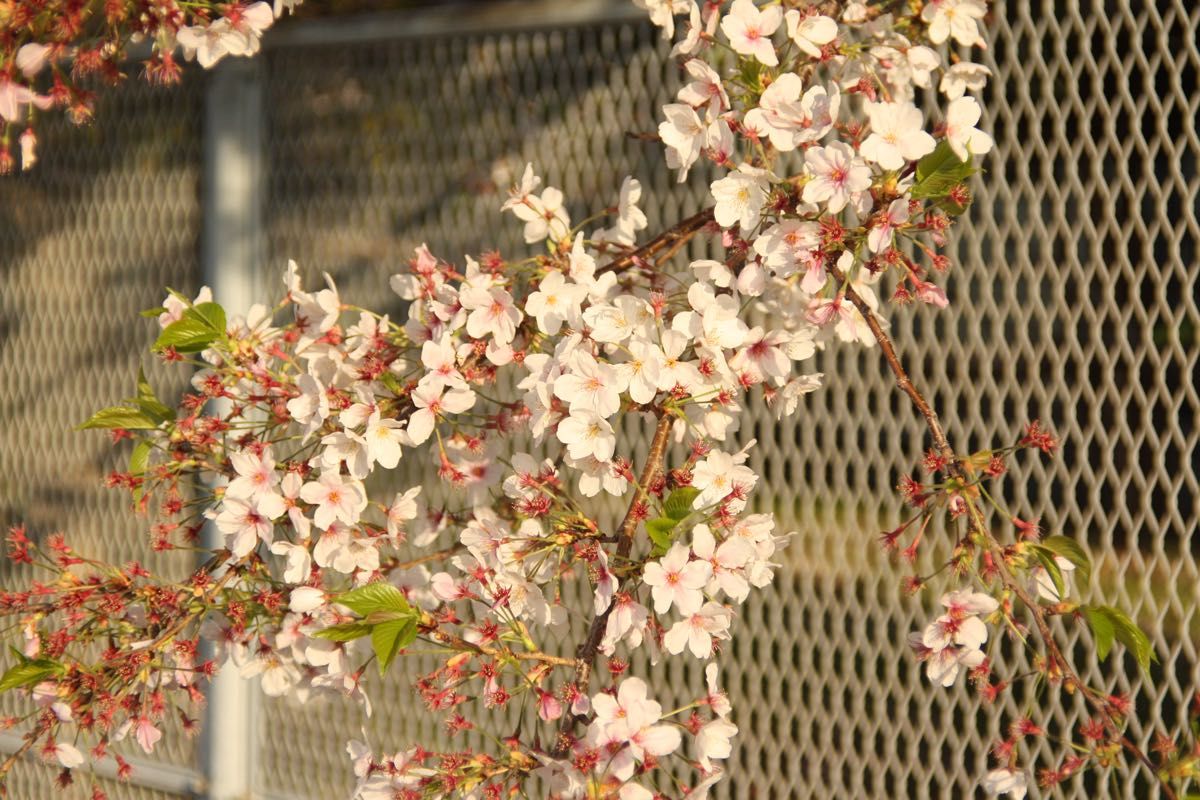 整備品　CANON FL 50mm f1.8 単焦点　オールドレンズ