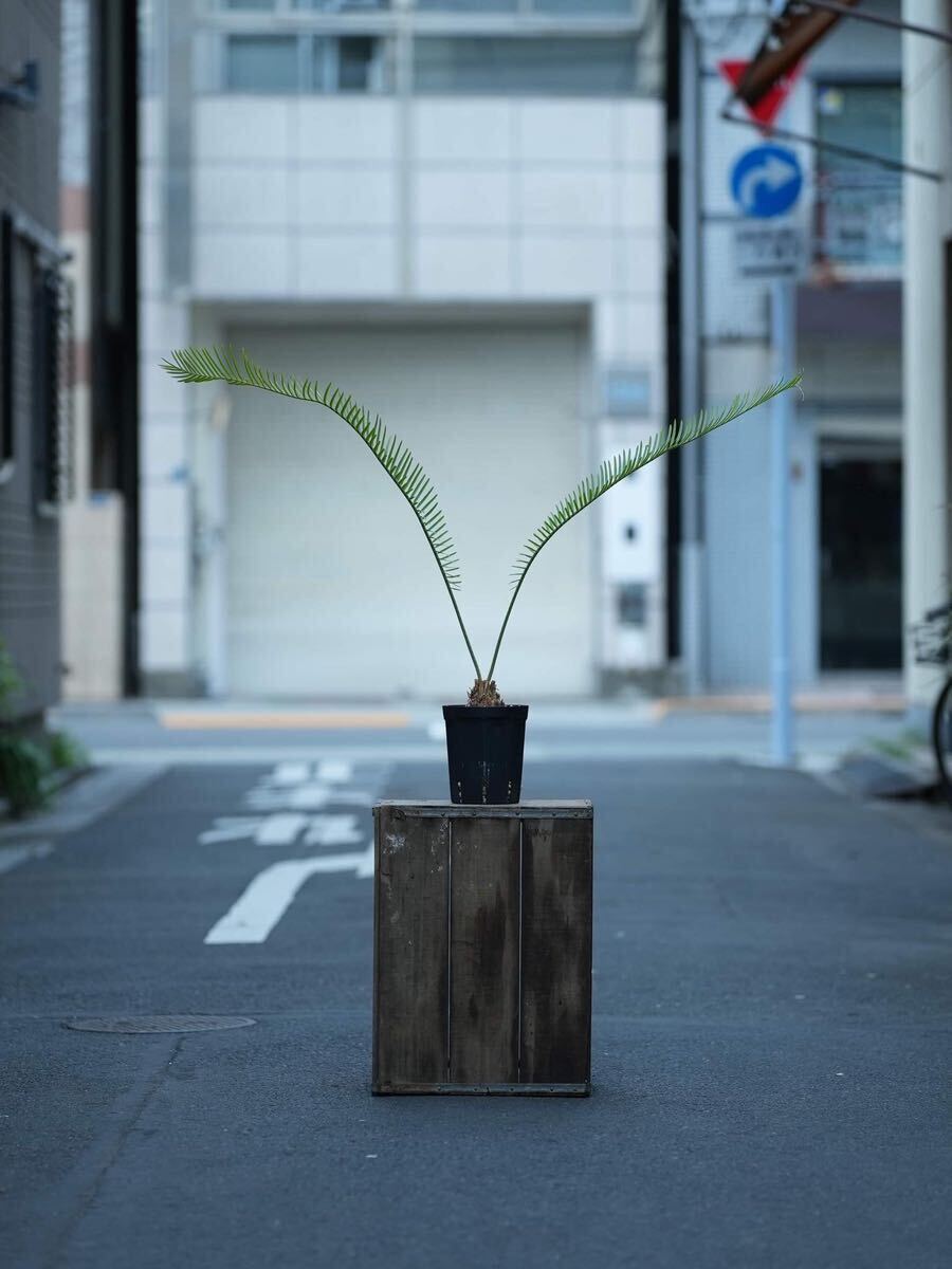 Cycas sp.Silver サイカス タイシルバー 検索：ザミア ソテツ ホリダス カイルンシアナ シアメンシス 姫鬼蘇鉄 エンセファラルトス_画像1