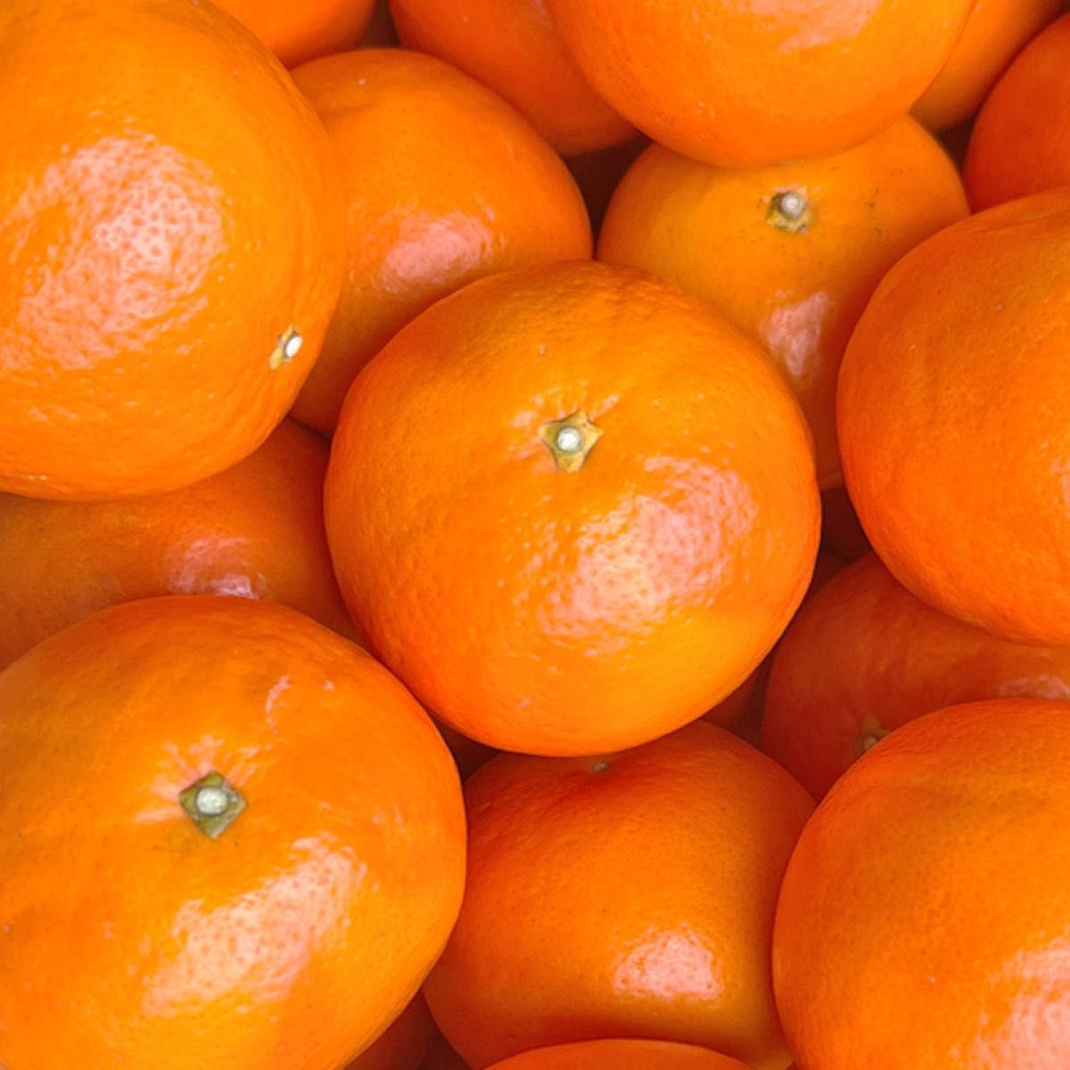 三重県の春のオレンジ　約3kg分　（品種名:セミノールオレンジ）