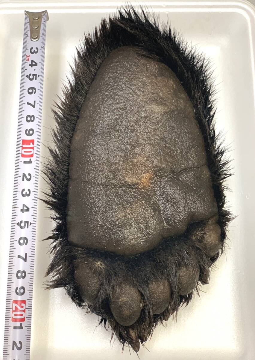 【ジビエ】ツキノワグマ 熊の足 １個 ６６７ｇ 鮮度最高 食品用の画像1